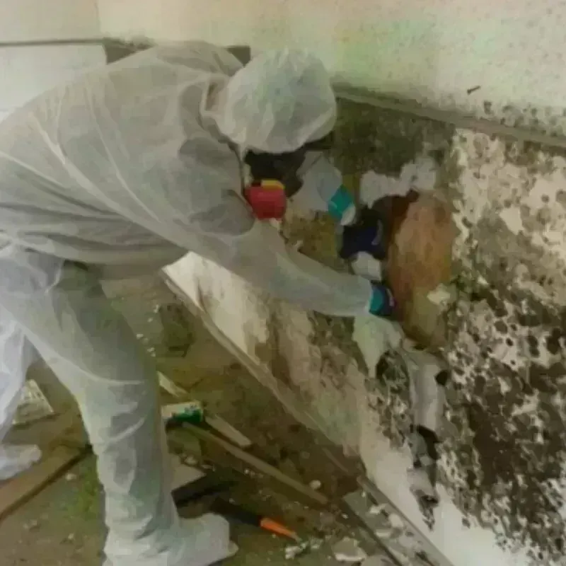 Mold Remediation and Removal in Chattanooga, TN